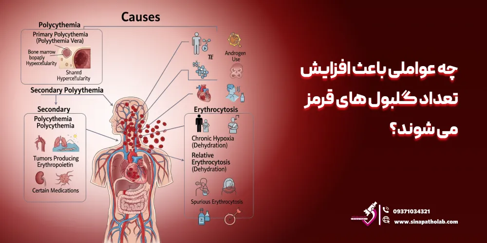 چه عواملی باعث افزایش تعداد گلبول های قرمز می شود؟